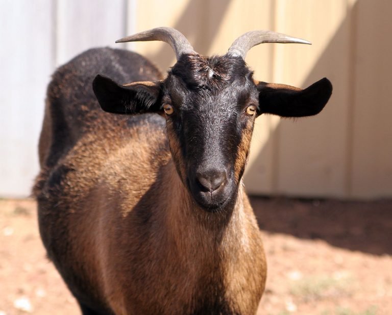 Does this goat make chocolate milk?