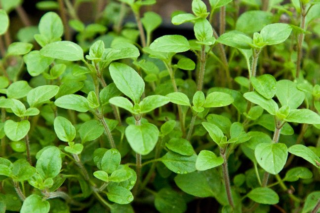 Marjoram