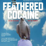 Feathered Cocaine