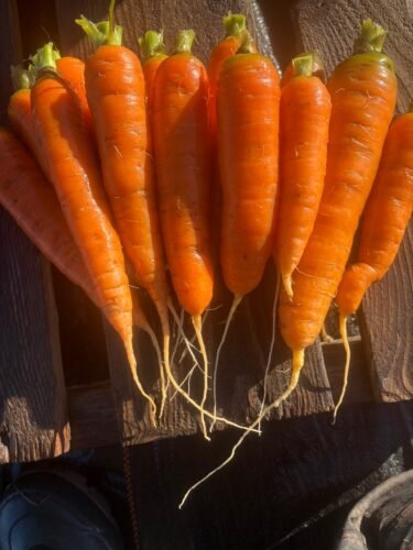Nash's Carrots