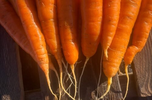 Nash Carrots