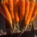 Nash Carrots